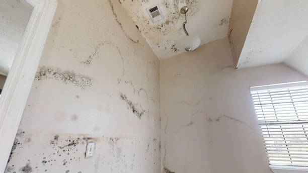 Environmental Consulting for Mold Prevention in Ottawa, OH